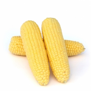 Caramelo F1