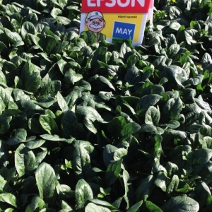 Efsun F1