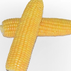 Tanem F1